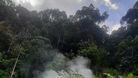 Dari kedua ladang itu, 1 meter persegi berisi 5 batang. Jika dikalkulasikan, 11 ha x 5 ton, sehingga sekali panen menghasilkan 55 ton ganja basah. (Dok Polda Metro Jaya)