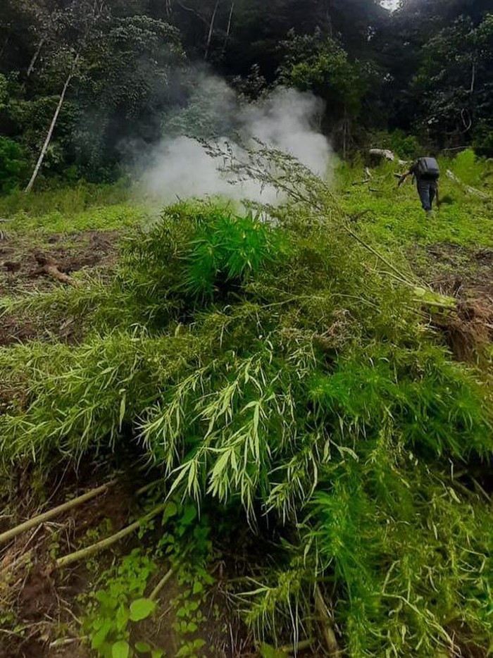 Polisi temukan ladang ganja di Mandailing Natal, Sumatera Utara (Dok Polda Metro Jaya) Polisi temukan ladang ganja di Mandailing Natal, Sumatera Utara (Dok Polda Metro Jaya)
