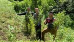 Potret Ladang Ganja 11 Hektare di Sumut yang Dibongkar Polisi