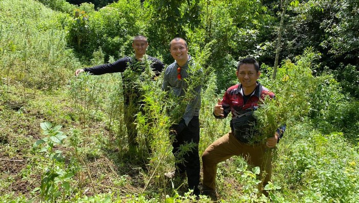 Polisi temukan ladang ganja di Mandailing Natal, Sumatera Utara (Dok Polda Metro Jaya) Polisi temukan ladang ganja di Mandailing Natal, Sumatera Utara (Dok Polda Metro Jaya)