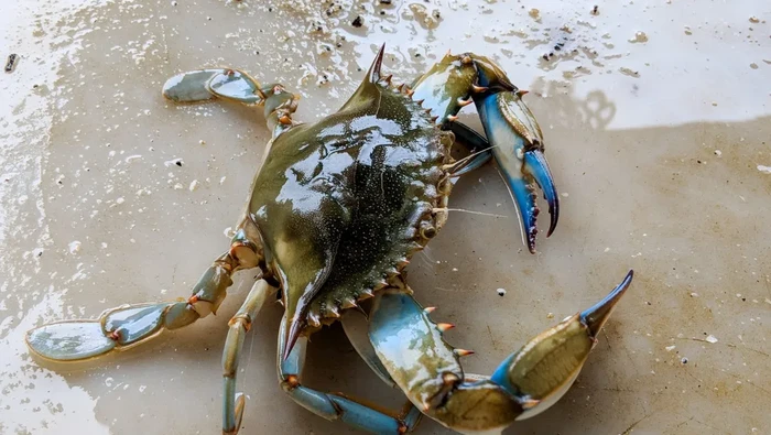 Rebutan Tepung hingga Kepiting, 5 Perang Ini Dipicu Makanan