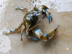 Peneliti Ungkap Cara Kepiting Bicara, Gunakan 2 Teknik