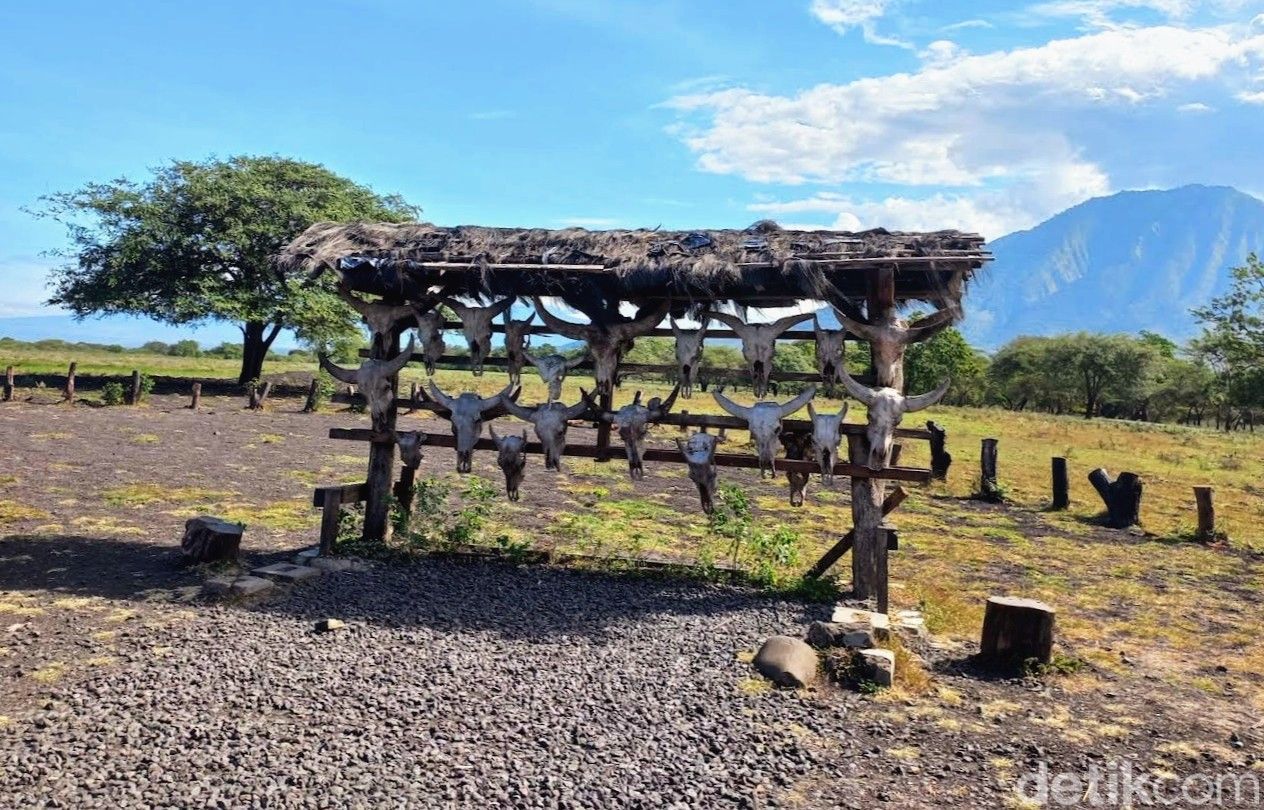 Taman Nasional Baluran Situbondo