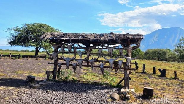 Taman Nasional Baluran Situbondo