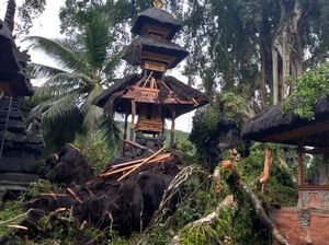 3 Palinggih di Karangasem Rusak Tertimpa Beringin, Kerugian Rp 500 Juta