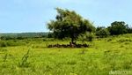 Potret Afrika van Java di TN Baluran Situbondo