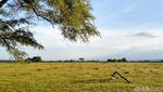 Potret Afrika van Java di TN Baluran Situbondo