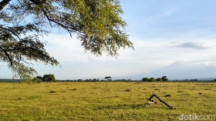 Savana Bekol TN Baluran Situbondo Spot yang paling populer di TN Baluran Situbondo adalah Savana Bekol. Saat kemarau, padang rumputnya menguning kecokelatan, sehingga dijuluki Afrika van Java.