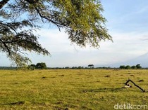 Daya Tarik Taman Nasional Baluran, Africa van Java di Ujung Timur Jawa