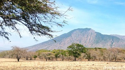 Potret Afrika van Java di TN Baluran Situbondo