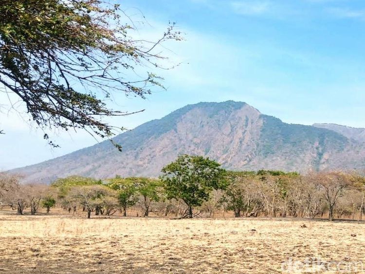 Potret Afrika van Java di TN Baluran Situbondo