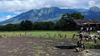 View Gunung Baluran di Afrika van Java/Foto: Chuk Shatu Widarsha/detikJatim