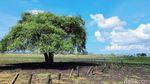 Potret Afrika van Java di TN Baluran Situbondo
