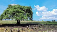 Pohon ikonik di Afrika van Java/Foto: Chuk Shatu Widarsha/detikJatim