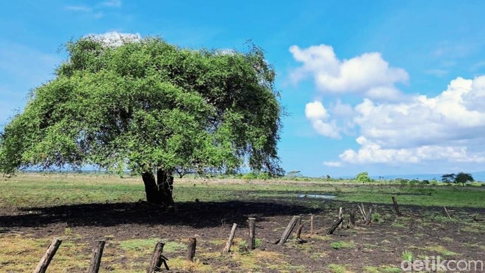 Spot yang paling populer di TN Baluran Situbondo adalah Savana Bekol. Saat kemarau, padang rumputnya menguning kecokelatan, sehingga dijuluki Afrika van Java.