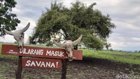 Batas pengunjung di Savana Bekol/Foto: Chuk Shatu Widarsha/detikJatim