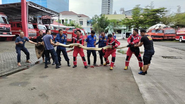 Ular piton 8 meter diamankan petugas Damkar Makassar.