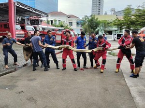 Ngeri! Ular Piton 8 Meter Masuk Rumah Warga di Makassar Bikin Geger