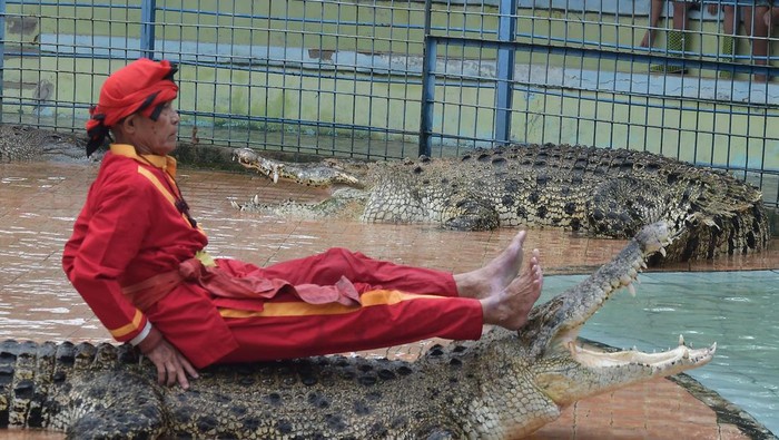 WISATA ATRAKSI PAWANG BUAYA DI SERANG BARU Seorang pawang Arsad beratraksi bersama buaya di Taman Buaya Indonesia Jaya, Serang Baru, Kabupaten Bekasi, Jawa Barat, Minggu (25/12/2022). Tempat wisata yang memiliki 300 ekor buaya dengan tingkat kunjungan wisatawan 50-100 orang per hari tersebut menjadi lokasi wisata alternatif bagi warga pada libur Natal. ANTARA FOTO/ Fakhri Hermansyah/nym.