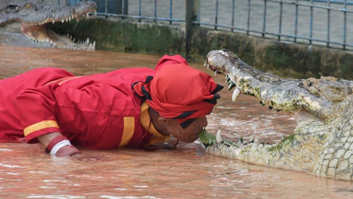 Seorang pawang Arsad beratraksi bersama buaya di Taman Buaya Indonesia Jaya, Serang Baru, Kabupaten Bekasi, Jawa Barat, Minggu (25/12/2022). Tempat wisata yang memiliki 300 ekor buaya dengan tingkat kunjungan wisatawan 50-100 orang per hari tersebut menjadi lokasi wisata alternatif bagi warga pada libur Natal. ANTARA FOTO/ Fakhri Hermansyah/nym.