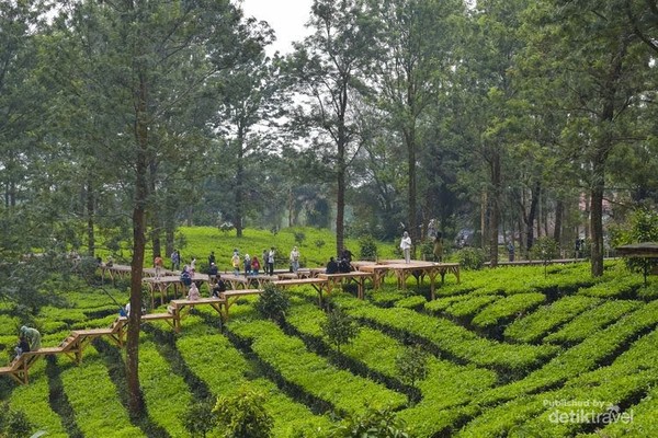 Lanskap di Tea Bridge Gunung Mas Puncak, Bogor