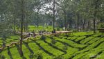 Sekilas Tentang Tea Bridge Gunung Mas Puncak