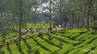 Lanskap di Tea Bridge Gunung Mas Puncak, Bogor