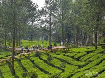 Pemkab Bogor Benahi Rest Area Puncak, Janjikan Wisatawan Makin Betah