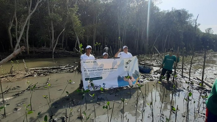 Asuransi Rama tanam pohon mangrove.