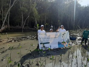 Selamatkan Lingkungan & Ekonomi, Asuransi Rama Tanam Pohon Mangrove