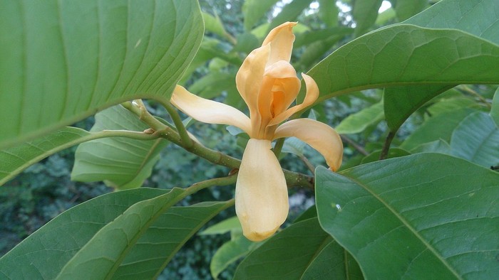 Bunga cempaka (Magnolia champaca).