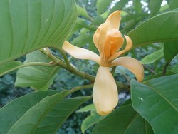 9 Makna Simbolis Bunga Magnolia dan Karakteristik Wanginya