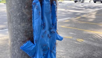 Pasukan semut mengangkat sarung tangan. Foto: Reddit