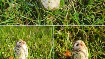 Ketika jamur mirip burung hantu. Foto: Reddit
