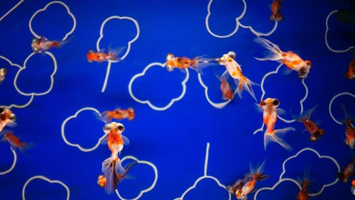 Ilustrasi ikan mas koki Bali.