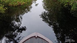 Karhutla Tak Hanya Ancam Populasi Satwa Darat, tapi Ikan Sungai Juga
