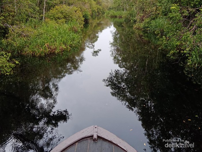 Menyusuri Sungai Sekonyer ditemani hutan nan asri dan sunyi