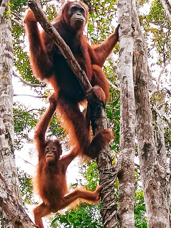 Ibu dan Anak bergelantungan menuju meja makan siang mereka