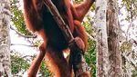 Beruntungnya Bertemu Orangutan di Tanjung puting