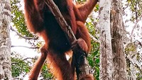 Ibu dan Anak bergelantungan menuju meja makan siang mereka