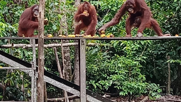 Perjamuan makan siang di Camp Leakey