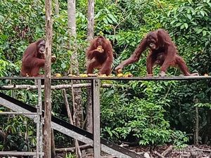 Riset: Orang Utan Bisa Bersuara Beatboxing Mirip Manusia