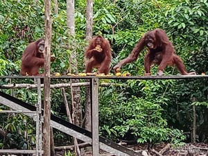 Beruntungnya Bertemu Orangutan di Tanjung puting