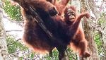 Beruntungnya Bertemu Orangutan di Tanjung puting