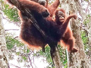 7 Ibu Hebat di Dunia Hewan, Ada Orangutan-Buaya
