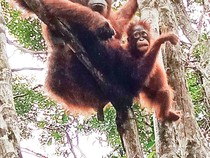 7 Ibu Hebat di Dunia Hewan, Ada Orangutan-Buaya