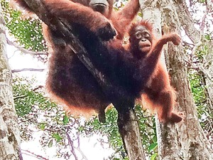 7 Ibu Hebat di Dunia Hewan, Ada Orangutan-Buaya