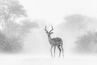 Nature Photographer of the Year 2022