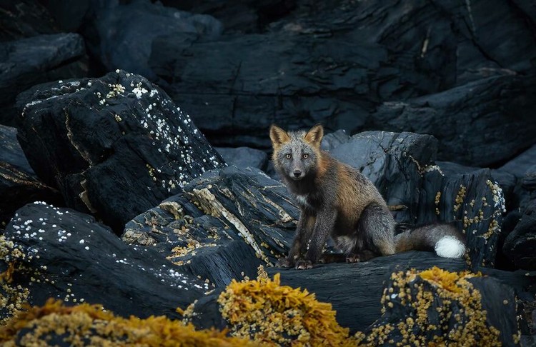 Nature Photographer of the Year 2022