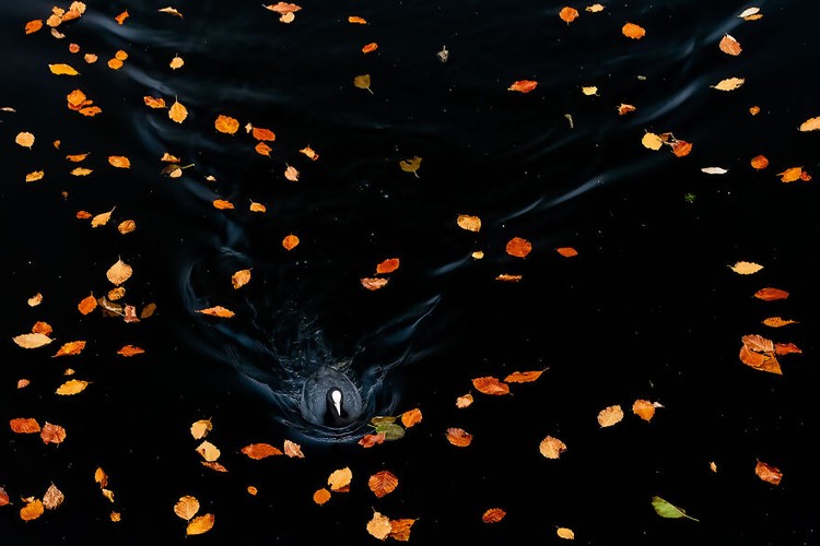 Nature Photographer of the Year 2022